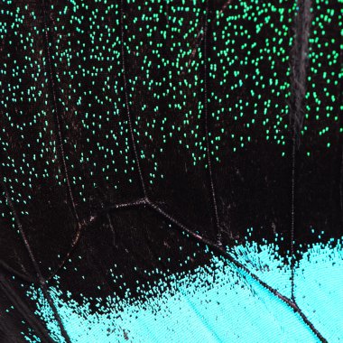 mavi ve yeşil kelebek kanat