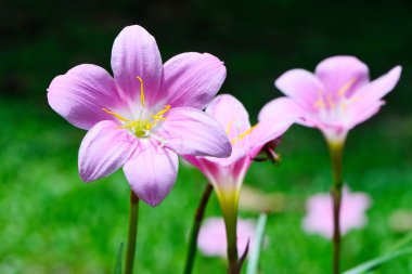 Zephyranthes Lily
