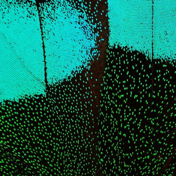 Sininen ja vihreä perhonen siipi — kuvapankkivalokuva