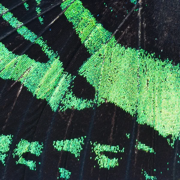 Green butterfly wing — Stock Photo, Image