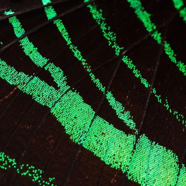 Green butterfly wing — Stock Photo, Image