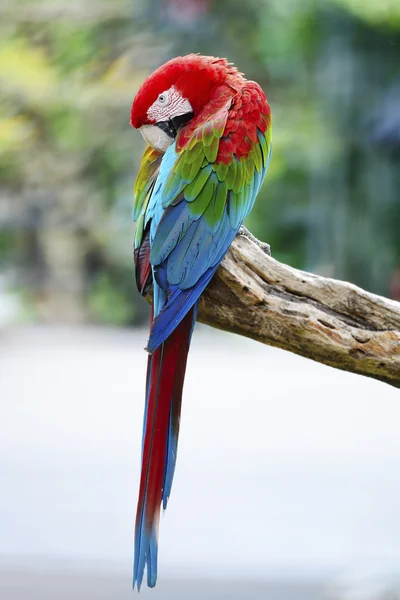 Greenwinged Macaw — Stock Photo, Image