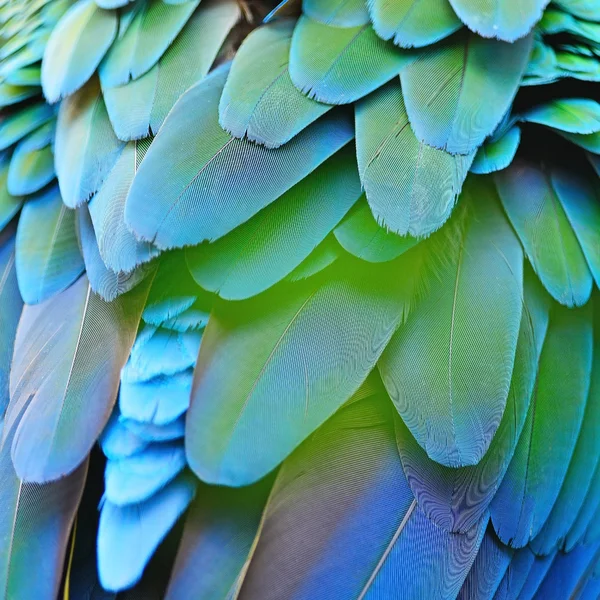Harlequin Macaw feathers — Stockfoto