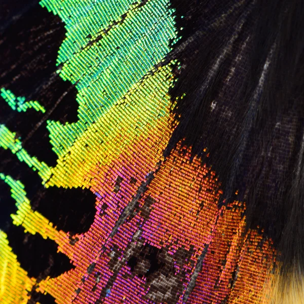 Разноцветное крыло бабочки — стоковое фото