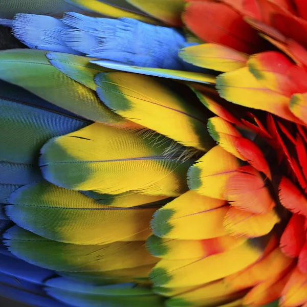 緋色のコンゴウインコの羽 — ストック写真