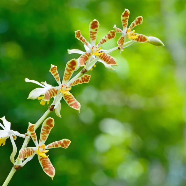 Staurochilus orchid — Stock Photo, Image