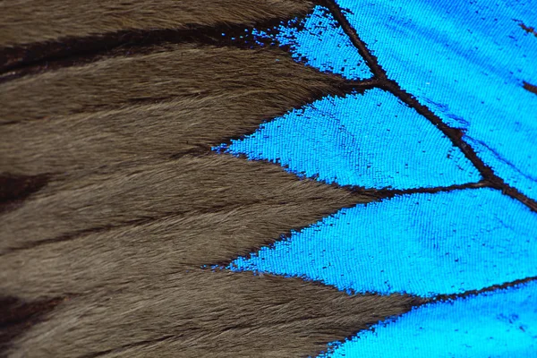 Blue butterfly wing — Stock Photo, Image