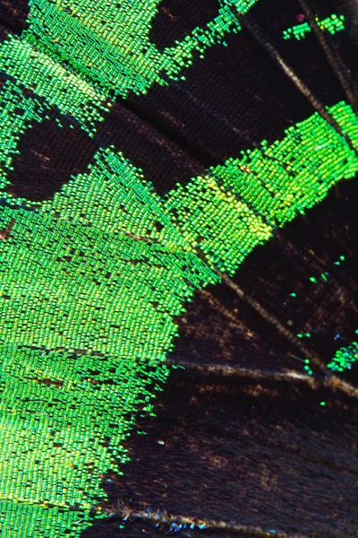 Green butterfly wing — Stock Photo, Image