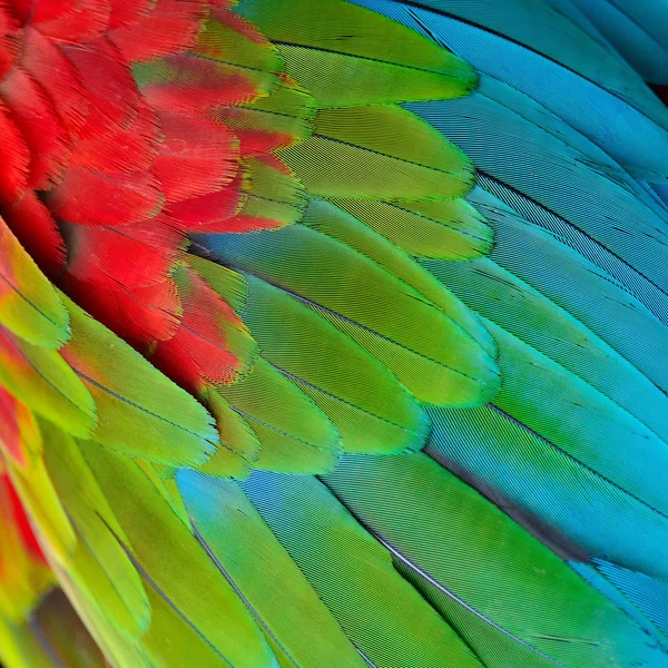 Greenwinged Macaw feathers — Stock Photo, Image