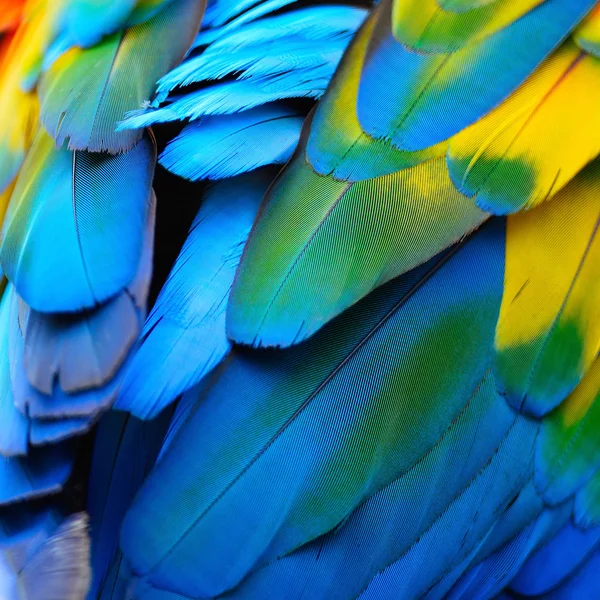 緋色のコンゴウインコの羽 — ストック写真