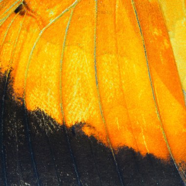 Turuncu kelebek kanat