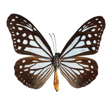 Tawny Mime butterfly