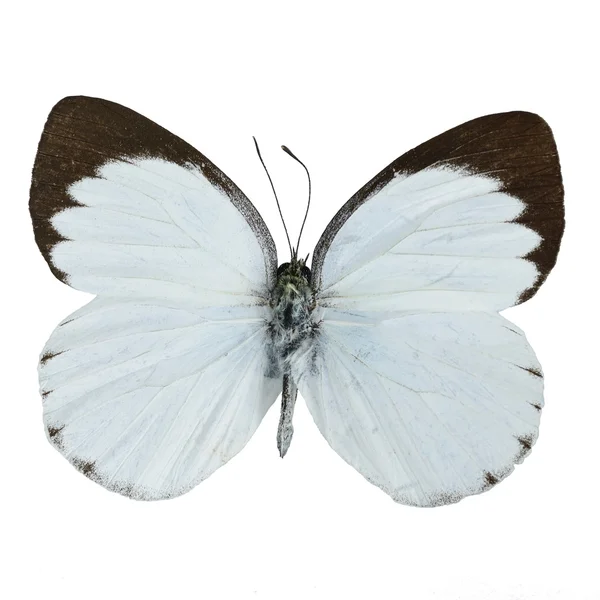 Delias mariposa — Foto de Stock