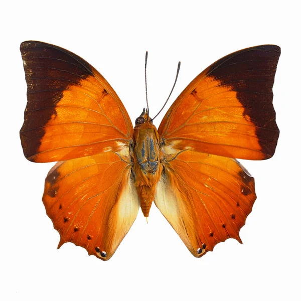 Común Tawny Rajah mariposa — Foto de Stock