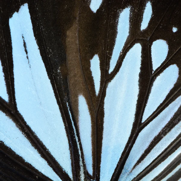 Blauwe vlindervleugel — Stockfoto