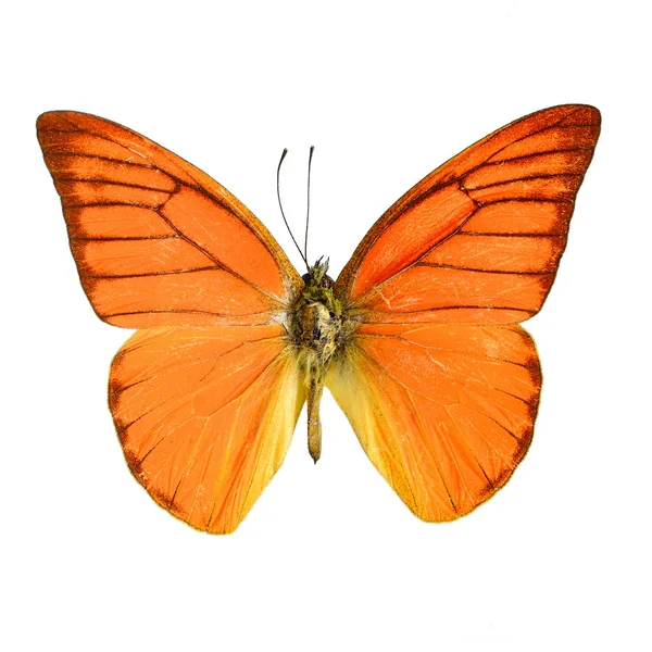 Orange Albatross Butterfly — Stock Photo, Image