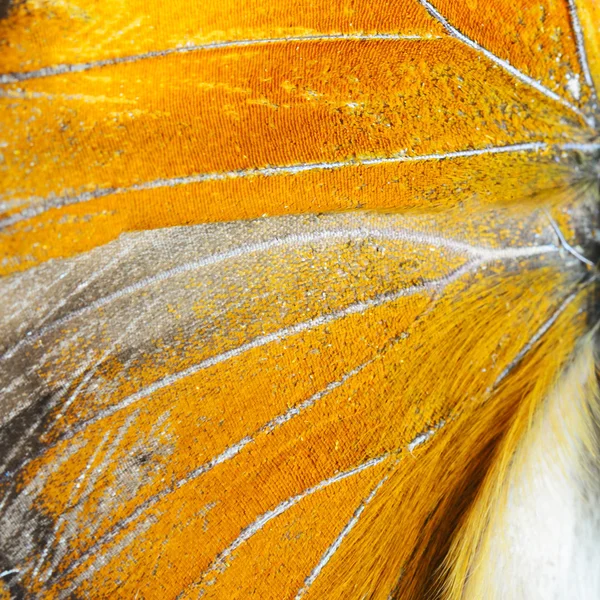 Orange butterfly wing — Stock Photo, Image