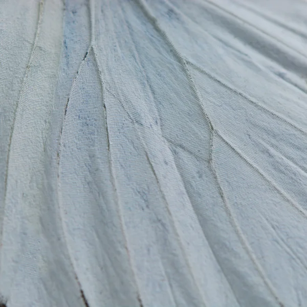 Witte vlinder Wing — Stockfoto