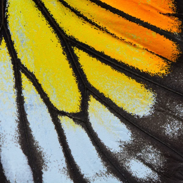 Yellow and orange butterfly wing — Stock Photo, Image