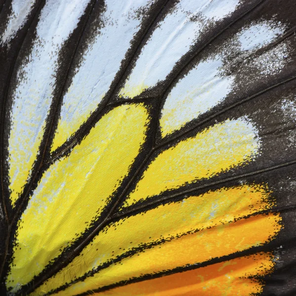 Żółty i pomarańczowy motyl skrzydłem — Zdjęcie stockowe
