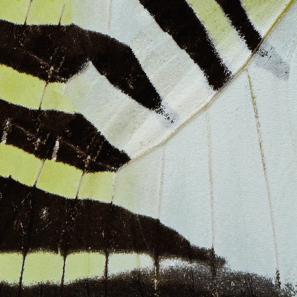 Κίτρινο πεταλούδα πτέρυγα — Φωτογραφία Αρχείου