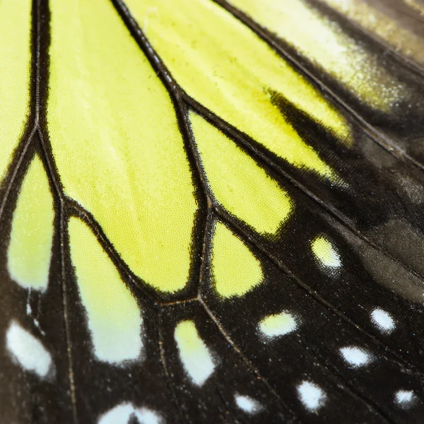 Žlutý motýl křídlo — Stock fotografie