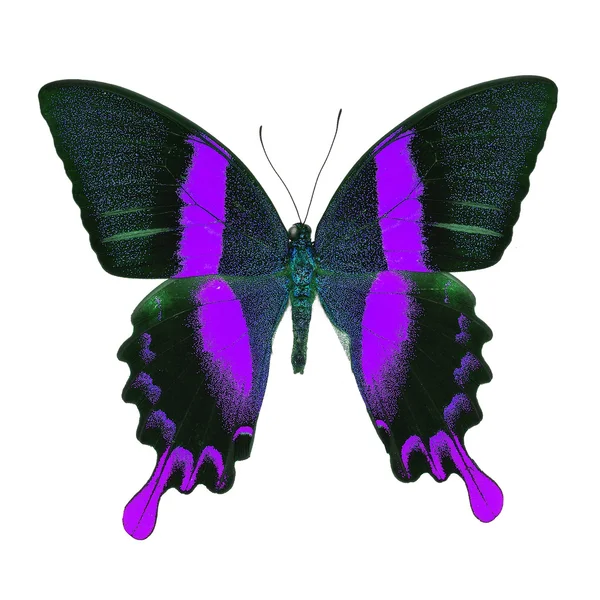 Kék pillangó szárnya - Stok İmaj
