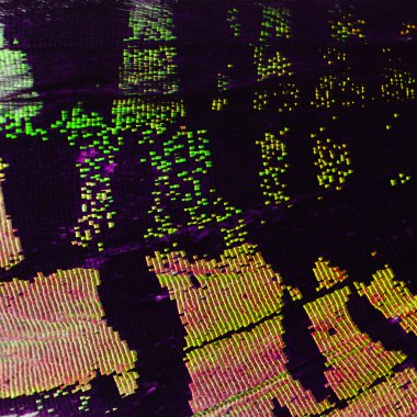 çok renkli kelebek kanat