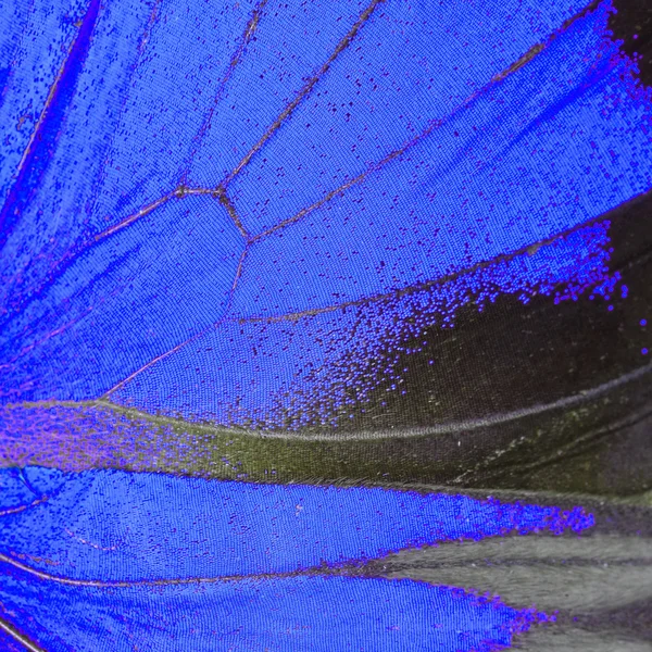 Skrzydło niebieski motyl — Zdjęcie stockowe