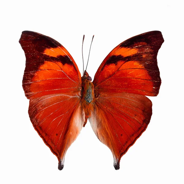 Phantasie Schmetterling isoliert auf weiß — Stockfoto