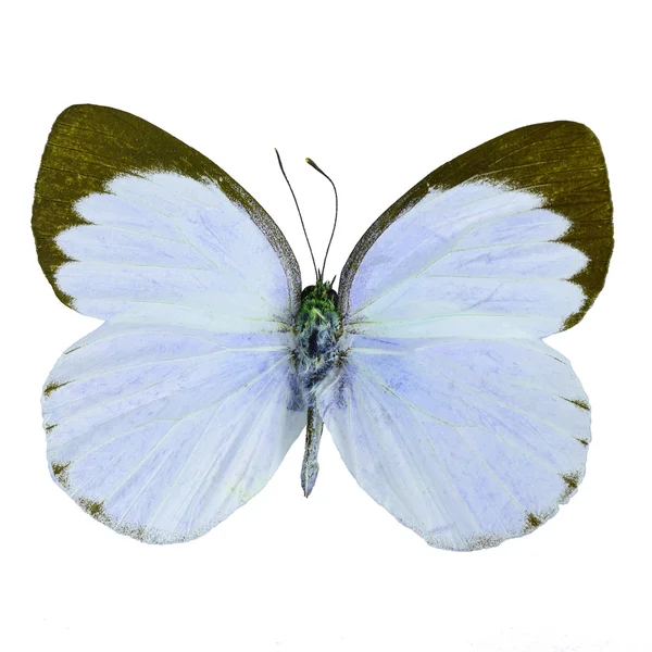 Mariposa de lujo aislado en blanco — Foto de Stock