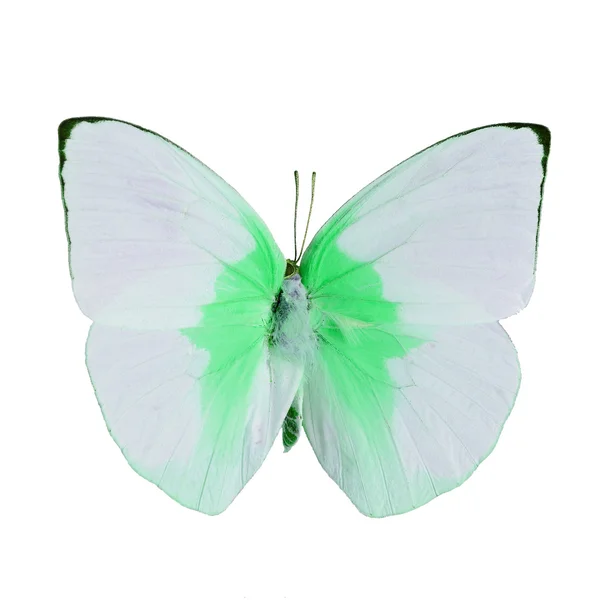 Mariposa de lujo aislado en blanco — Foto de Stock