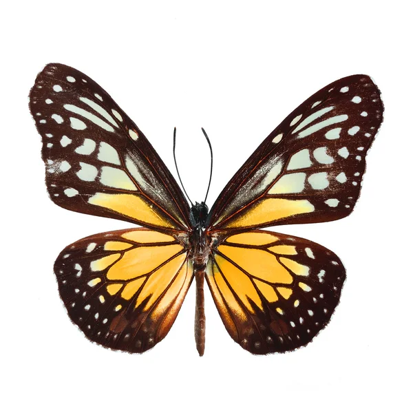 Φανταχτερό πεταλούδα απομονωθεί σε λευκό — Φωτογραφία Αρχείου