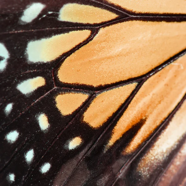 Orange butterfly wing — Stock Photo, Image