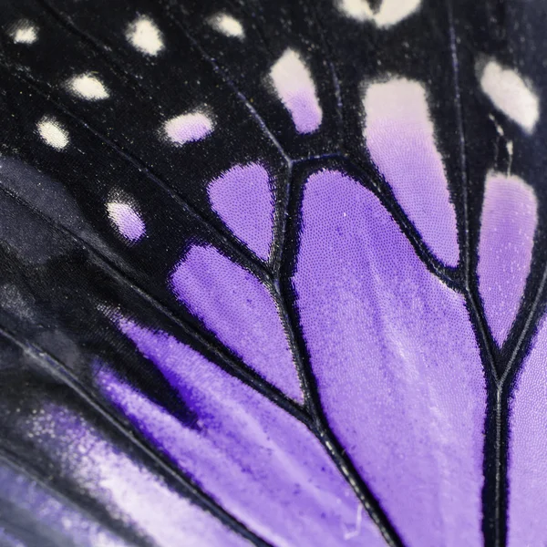 Purple butterfly wing — Stock Photo, Image