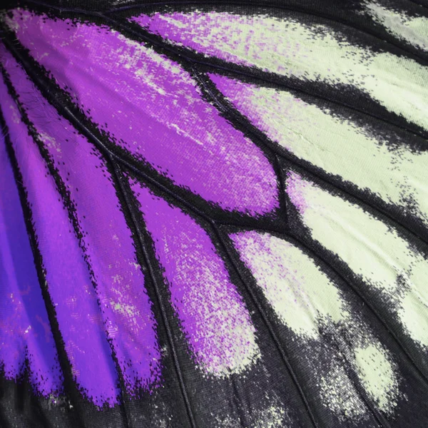 Purple butterfly wing — Stock Photo, Image