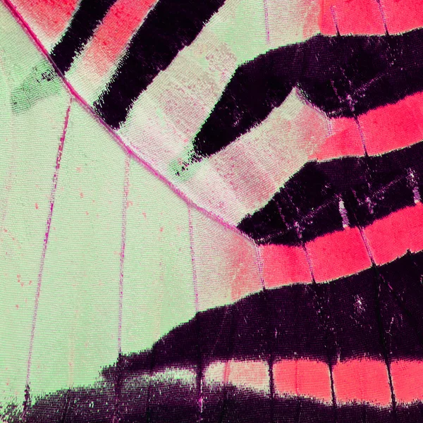 Πεταλούδα κόκκινο φτερό — Φωτογραφία Αρχείου