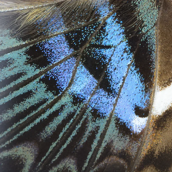 Blue butterfly wing — Stock Photo, Image