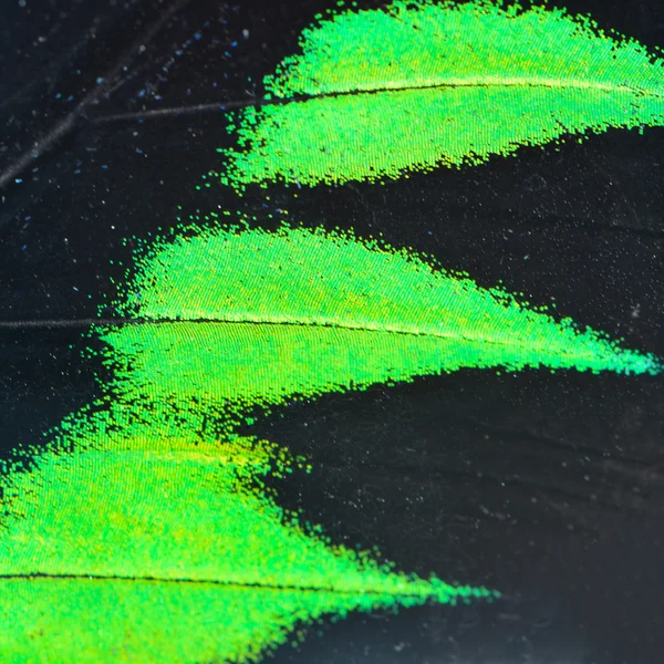 Green and black butterfly wing — Stock Photo, Image