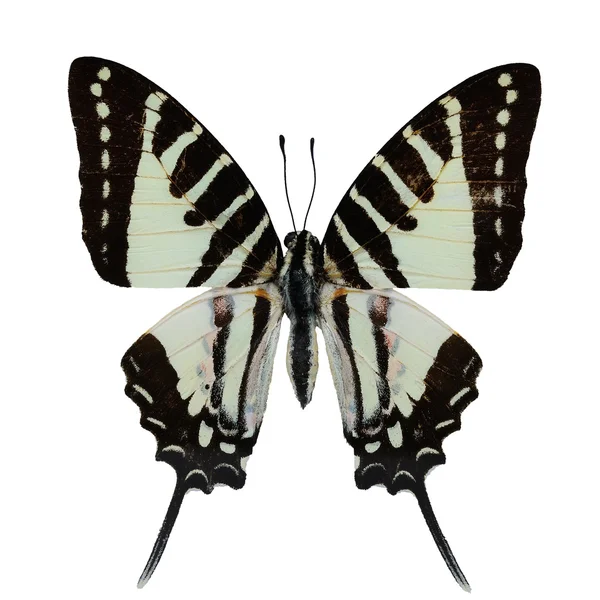 Spot Swordtail mariposa — Foto de Stock