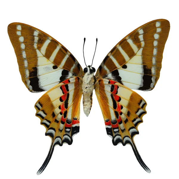 Mancha espadarte borboleta — Fotografia de Stock