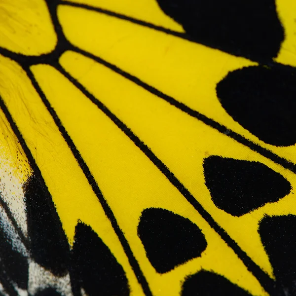 Yellow butterfly wing — Stock Photo, Image