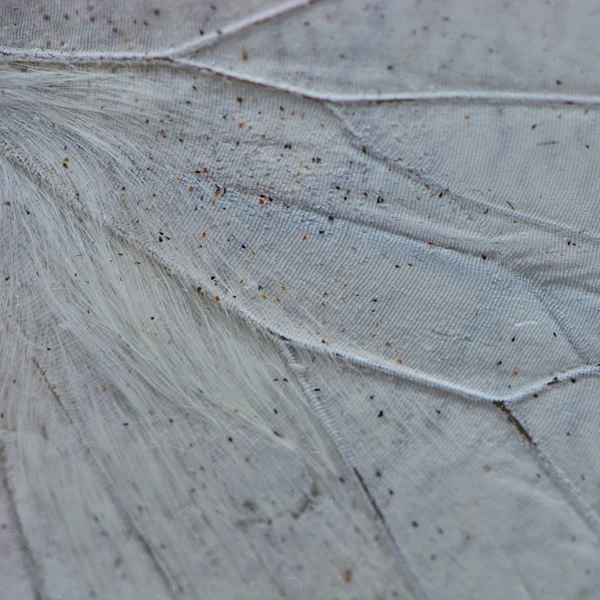 Witte vlinder Wing — Stockfoto