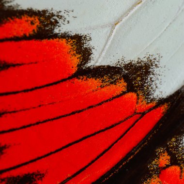 red butterfly wing  clipart