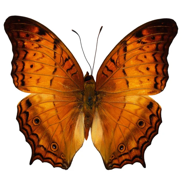 Κοινή καταδρομικό πεταλούδα — Φωτογραφία Αρχείου