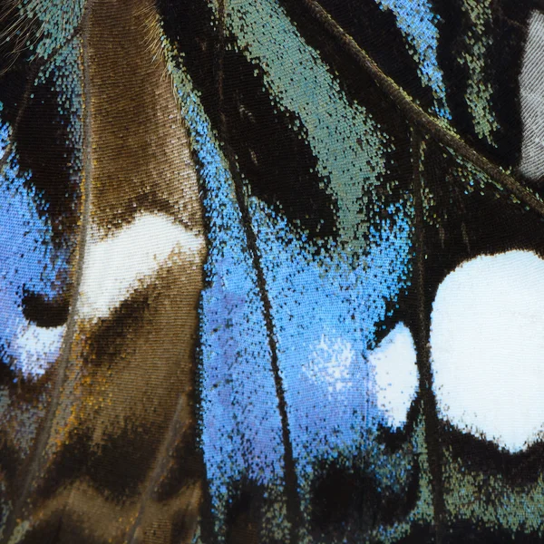 Blue butterfly wing — Stock Photo, Image