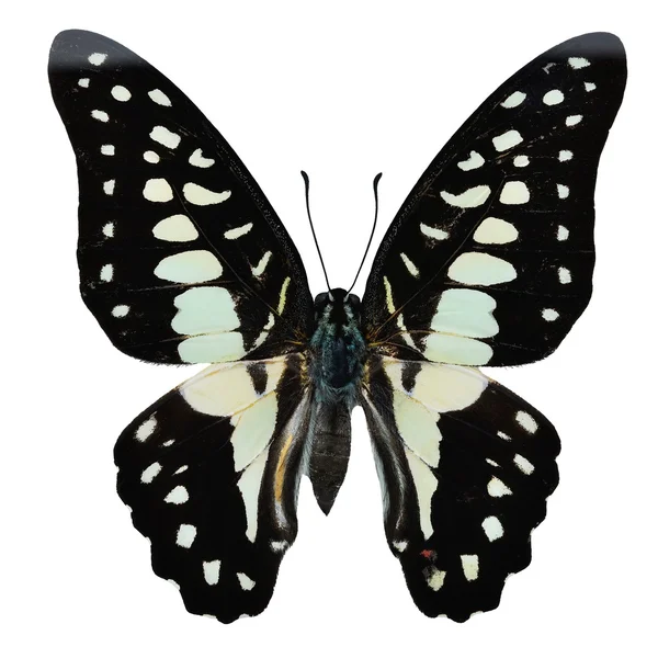 Común Jay mariposa — Foto de Stock