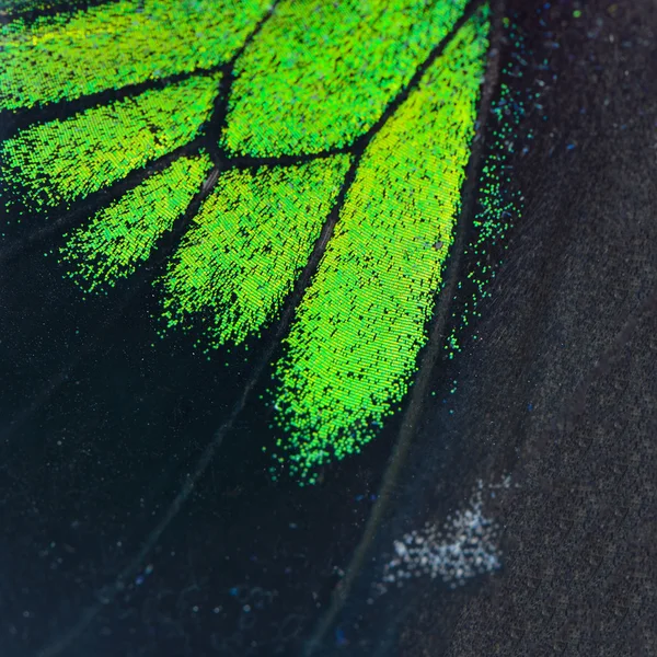 Green and black butterfly wing — Stock Photo, Image