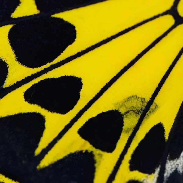 Skrzydła żółty motyl — Zdjęcie stockowe