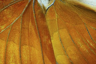 Turuncu kelebek kanat